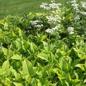 Ipomoea batatas 'species dore'